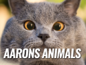 Aaron's Animals