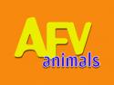 AFV Animals