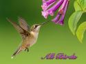 All Birds