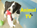 Animal TV