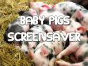 Baby Pigs Screensaver