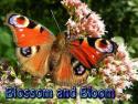 Blossom and Bloom