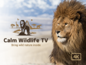 Calm Wildlife TV - Watch in 4K UHD on Roku