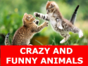 Crazy And Funny Animals