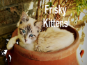 Frisky Kittens