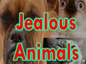 Jealous Animals