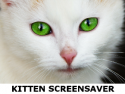 Kitten Screensaver