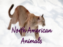 North American Animals
