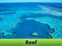 SCREENZAVER.Reef