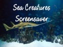 Sea Creatures Screensaver