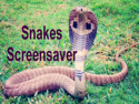 Snakes Screensaver