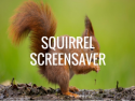 Squirrel Screensaver