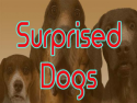 Surprised Dogs