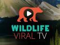 WildLife Viral TV
