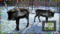 Reindeer on Animal Planet Live