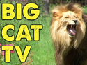 Big Cat Rescue TV