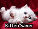 Kitten Saver