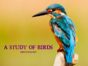 A Study of Birds