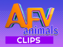 AFV Animals-Animal & Pet Video