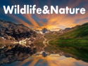 Animals: Wildlife&Nature