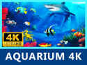 Aquarium 4K - Relax, Meditate & Sleep with Fish Tank & Sea Life Videos