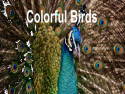 Aves coloridas