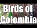 Birds of Colombia