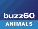 Buzz60 Animals