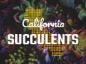 California Succulents