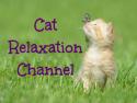 Cat Relaxation Channel
