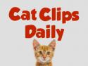 CatClipsDaily