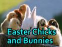 Chicks and Bunnies