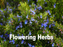 Flowering Herbs