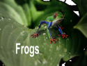 Frogs