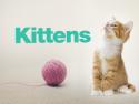 Kittens Theme