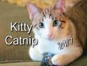 Kitty Catnip