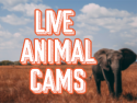Live Animal Cams