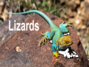 Lizards