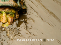 MarinesTV-Test