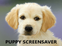 Puppy Screensaver