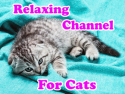 Relaxing Channel for Cats