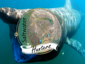 Saltwater Hunters