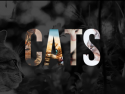 U - Cats