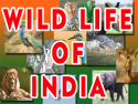 Wild Life of India