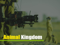 Wildlife & Animal Kingdom on Roku