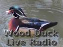 Wood Duck Live Radio