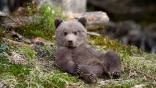 Baby Animal Screensaver