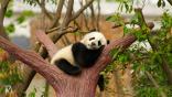 Baby Animal Screensaver