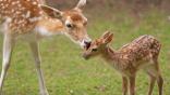 Baby Animal Screensaver