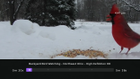 Bird Watching on Roku